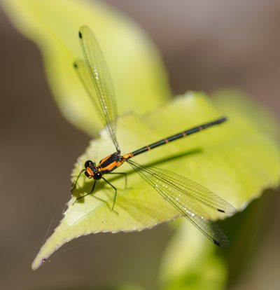Austroargiolestes amabilis